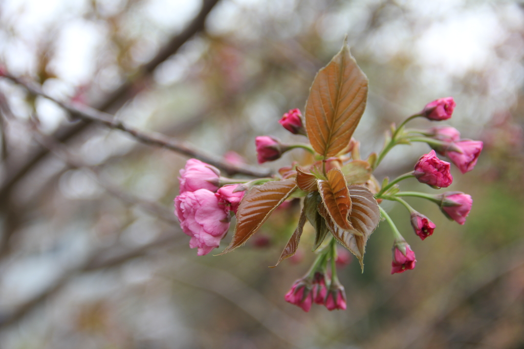 Spring