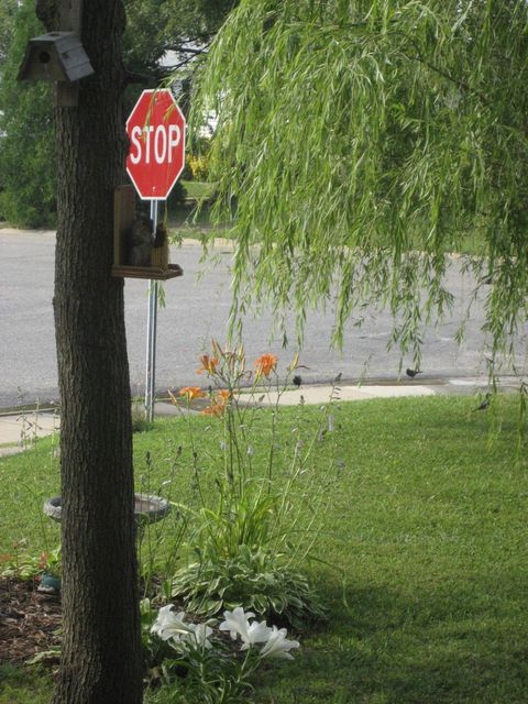 Squirrel eating corn