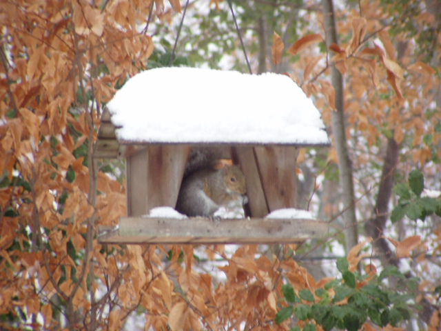 Squirrel raiding the birdfeeder