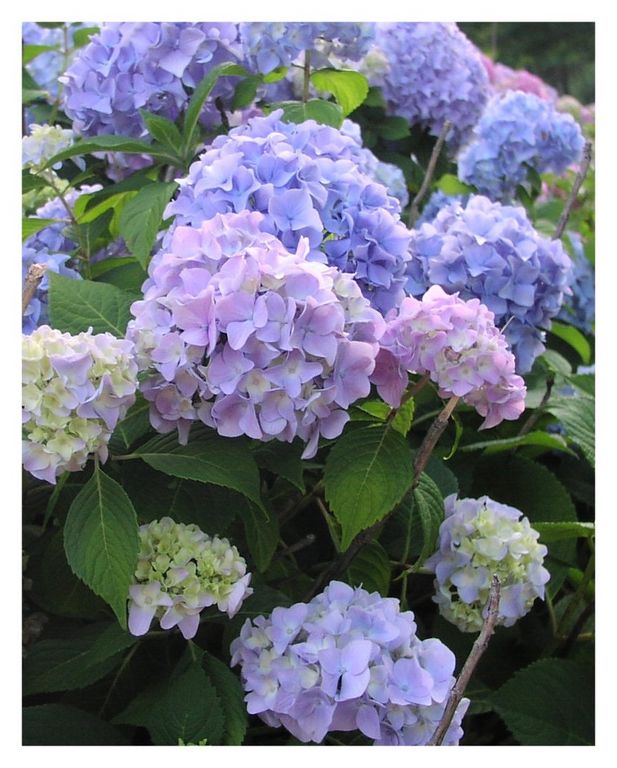 summerhydrangeas