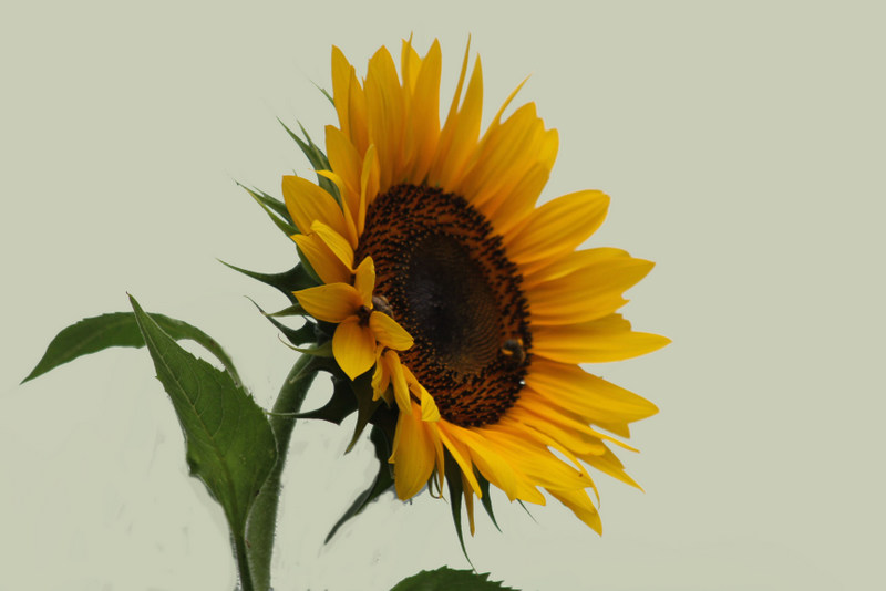 Sunflower 1