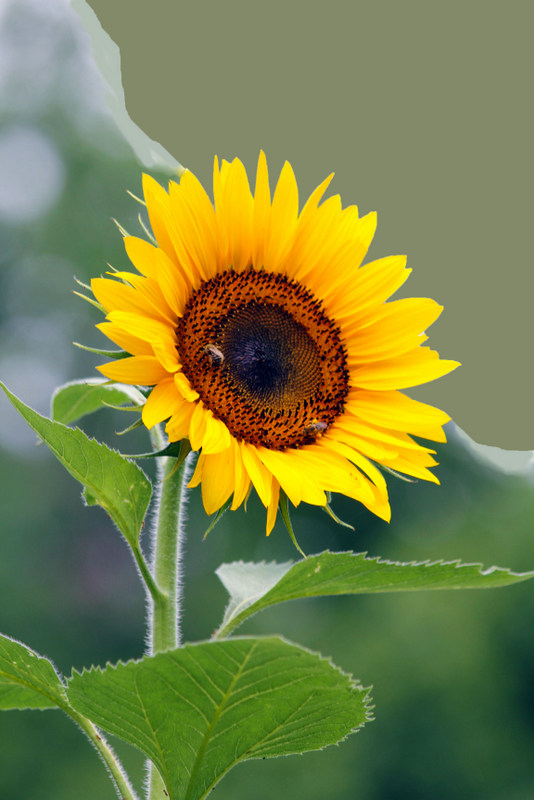 Sunflower 2