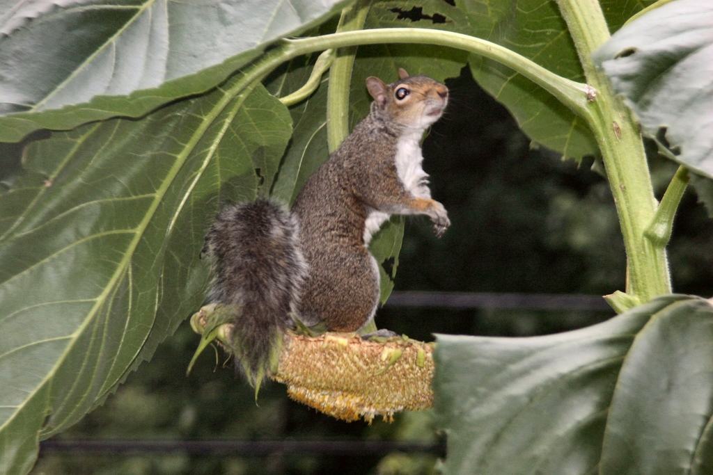 Sunflower & squirrel