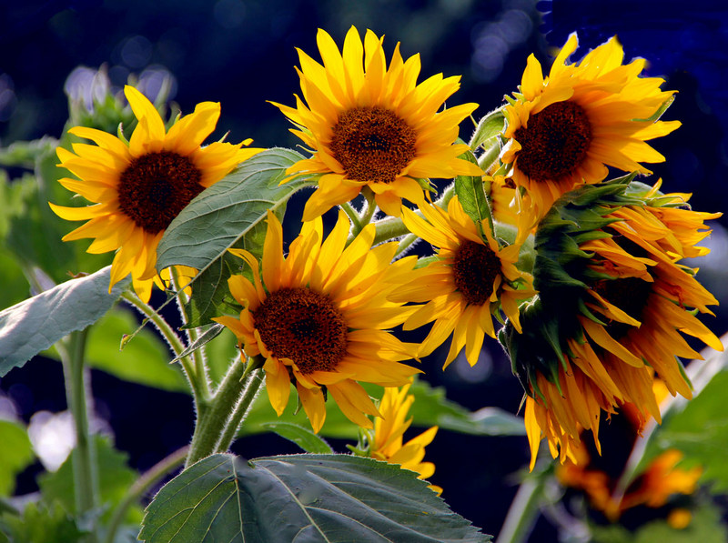 Sunflowers