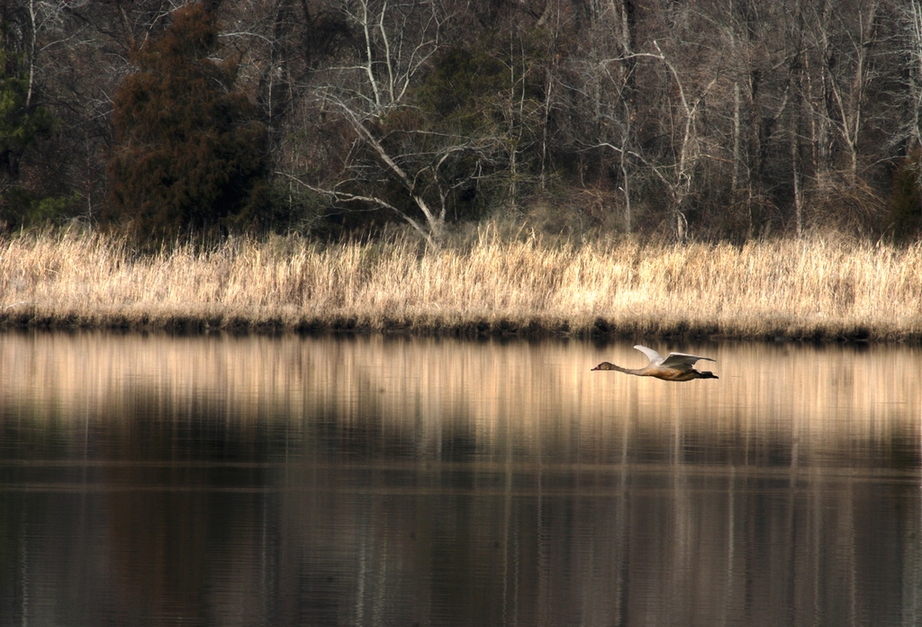 Swan in Flight