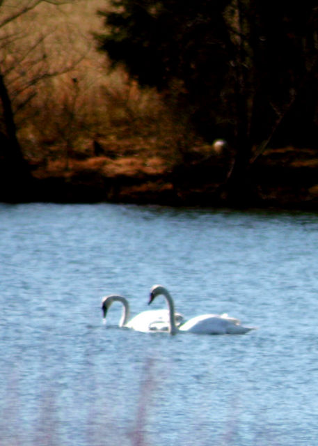 Swan Lake