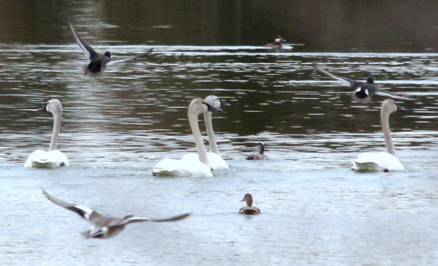 Swan Lake