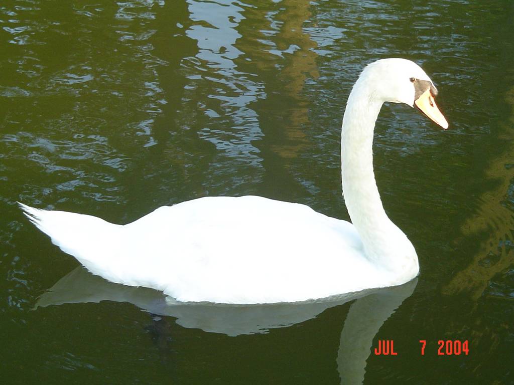 Swan On the creek