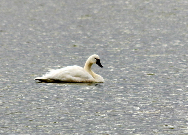 Swan