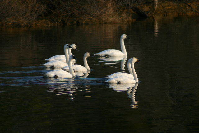 Swans 2