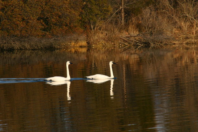 Swans 3