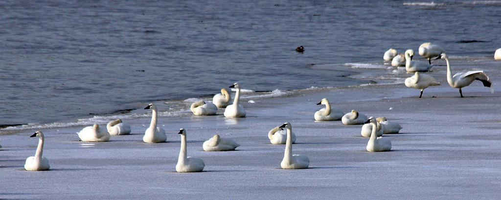 swans