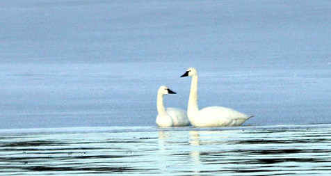 swans