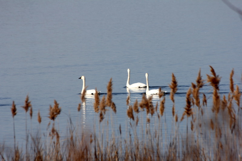 Swans