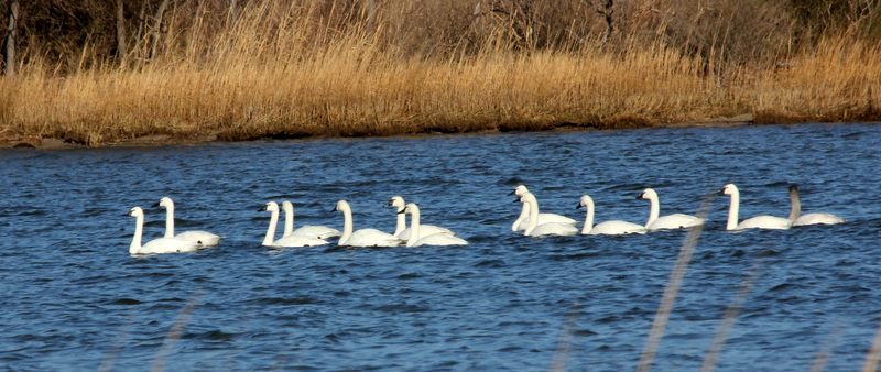 Swans