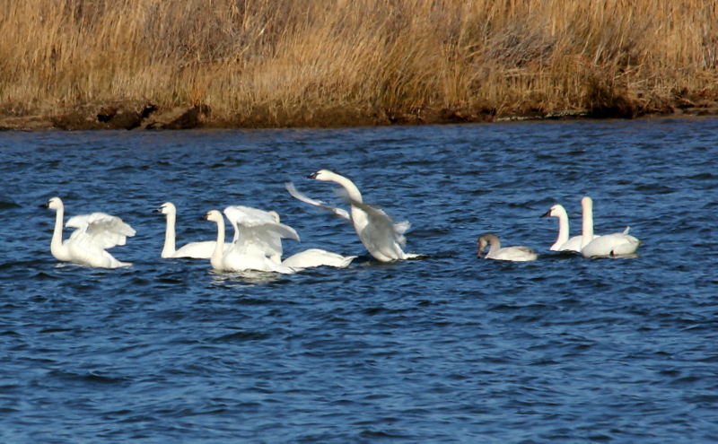 Swans