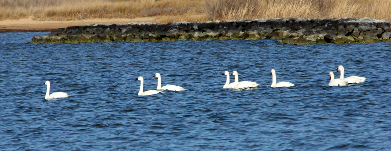 Swans