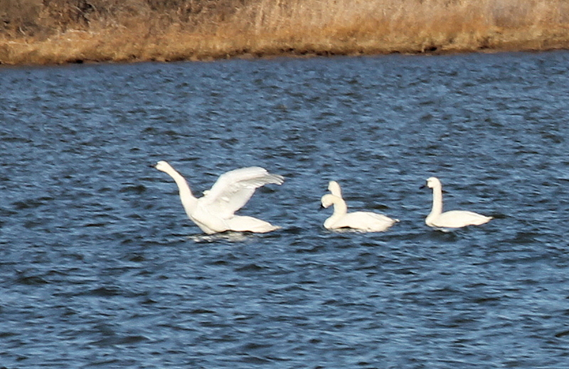 Swans