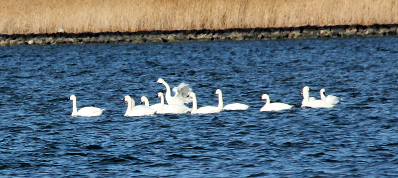 Swans