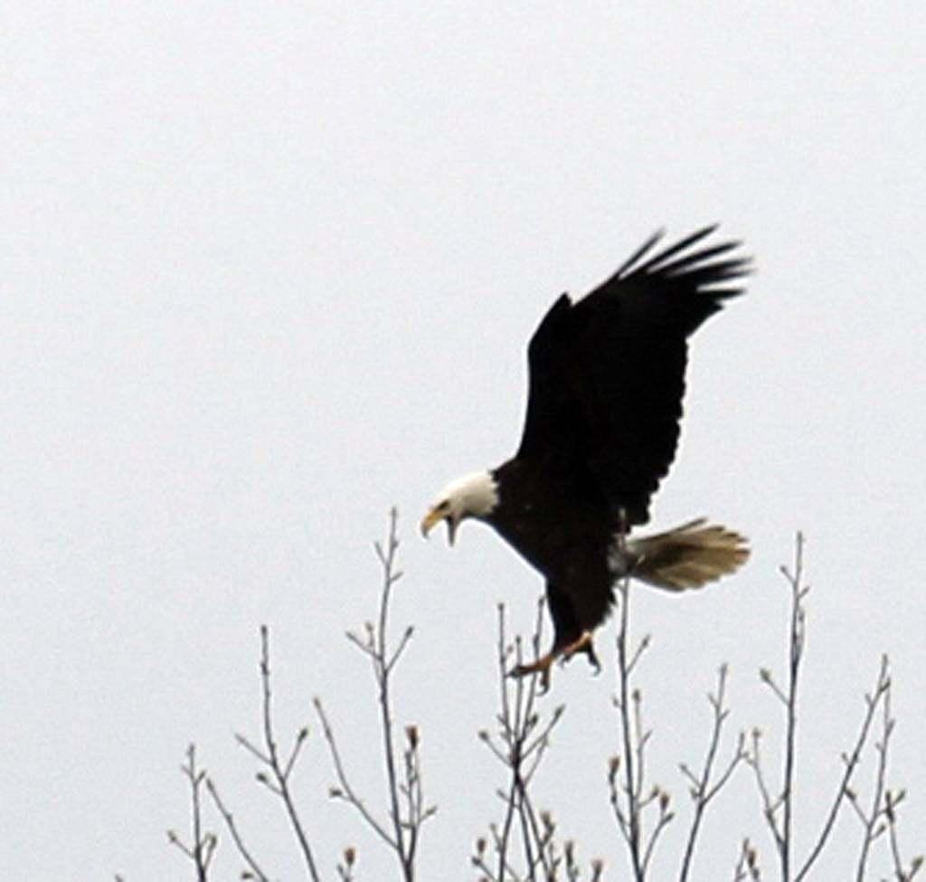 Talking Eagle