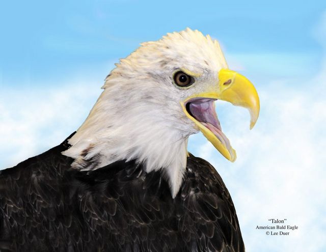 "Talon" American Bald Eagle