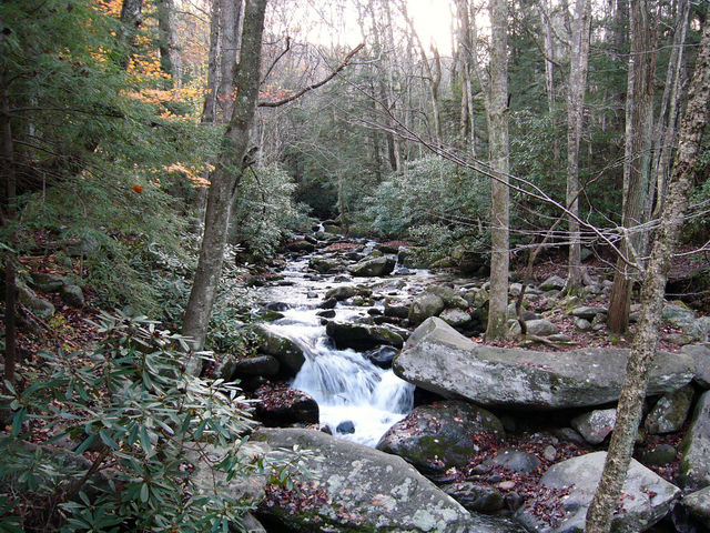 Tenn Smokies  Oct 2004