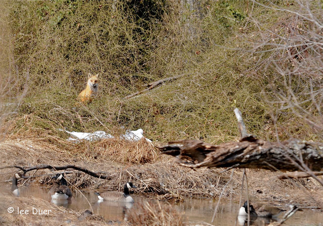 The Fox & The Goose  - or - Guess who's coming to dinner?