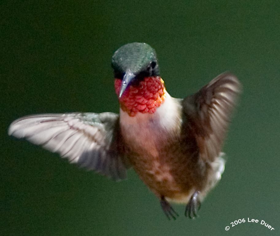 The Hummer Hover