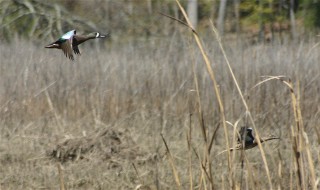 The Mallards