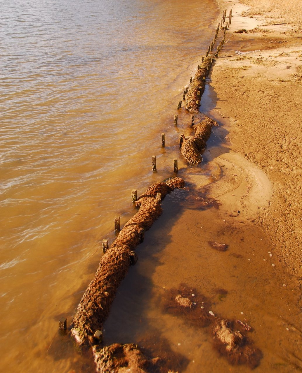 The Shoreline