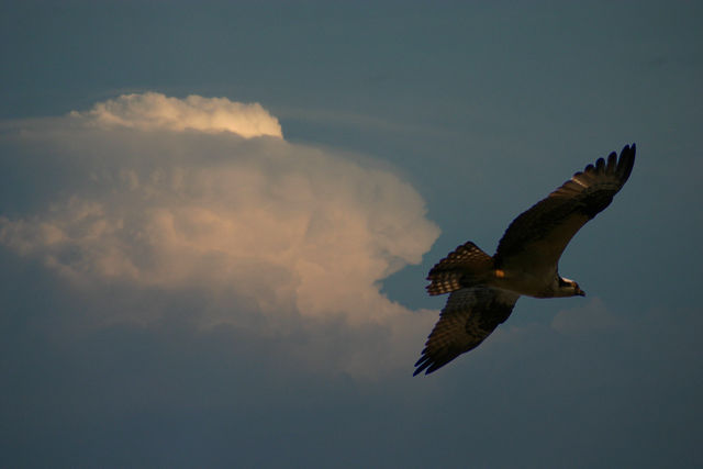 Thunderhead Osprey