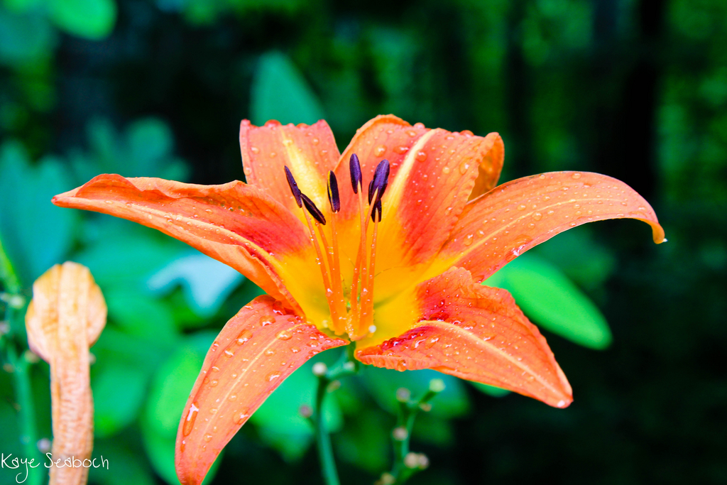 Tiger Lily