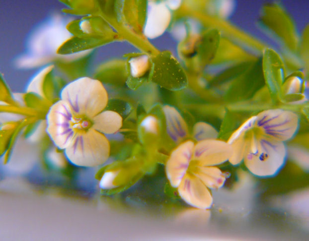 Tiny_purple_and_white_flowers_b