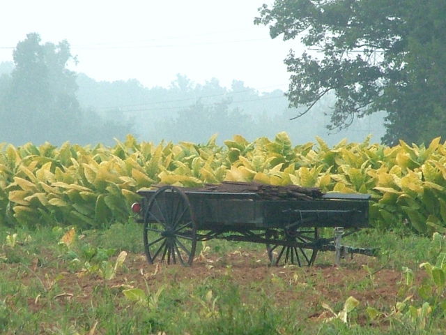 Tobacco Harvest