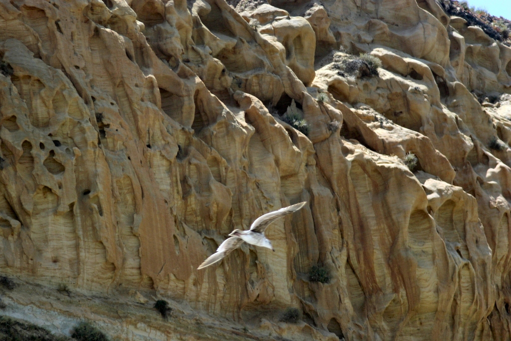 Torrie Pines/bird and sea cliff