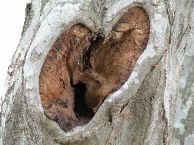 Tree Heart