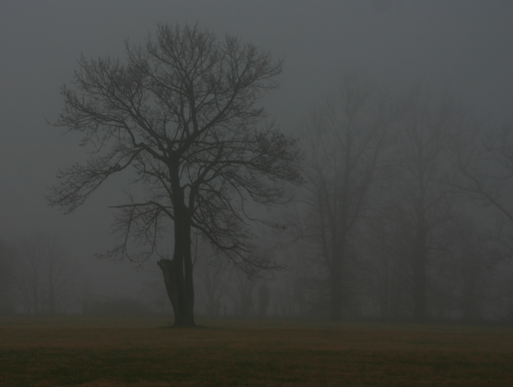 Tree in Mist