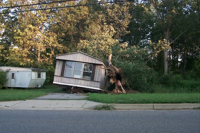 Tree on Mobile Home