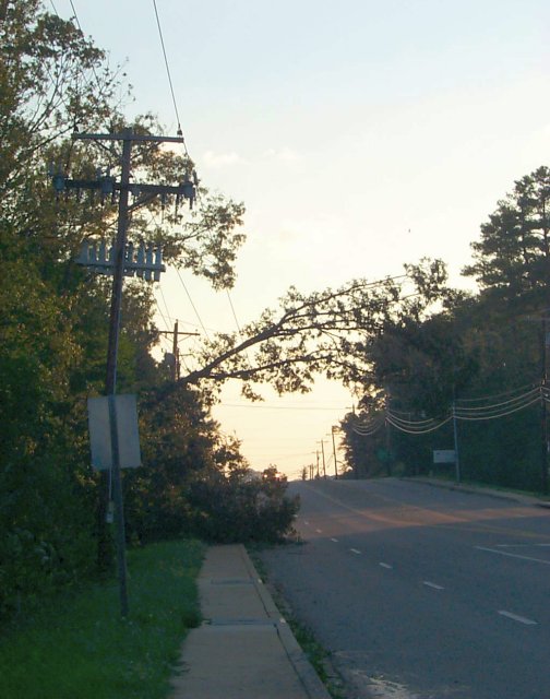 Tree on Power Lines