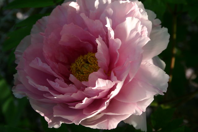 Tree Peony