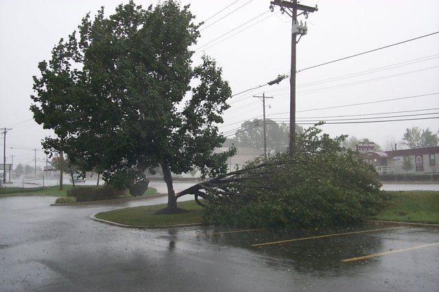 Tree Split