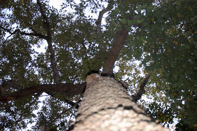 Tree_from_a_different_angle_17