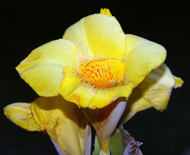 TROPICAL YELLOW LILLIE