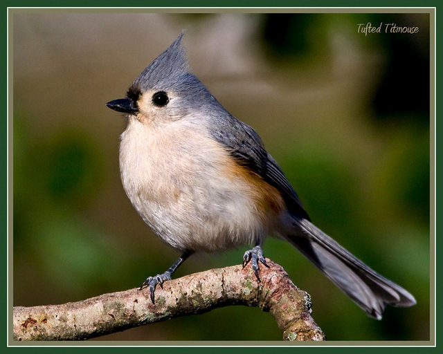 Tufted Titmouse