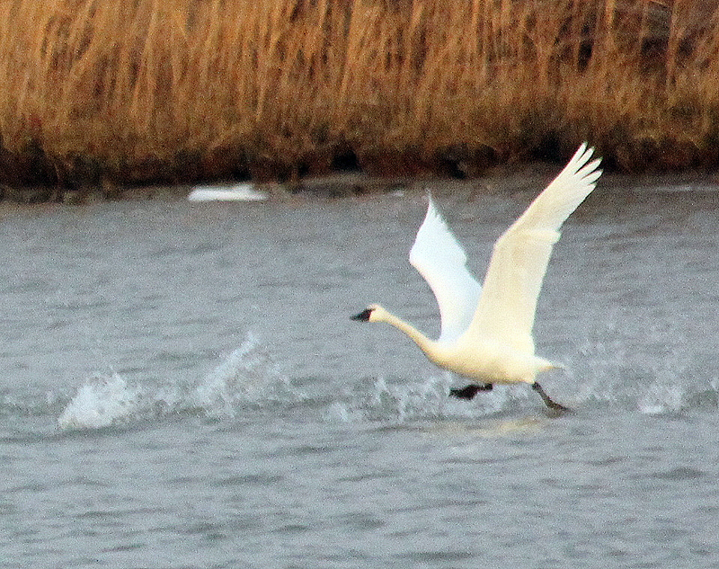 Tundra Swan