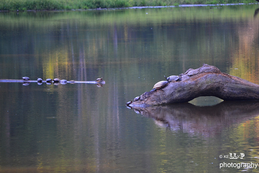 Turtles on a log