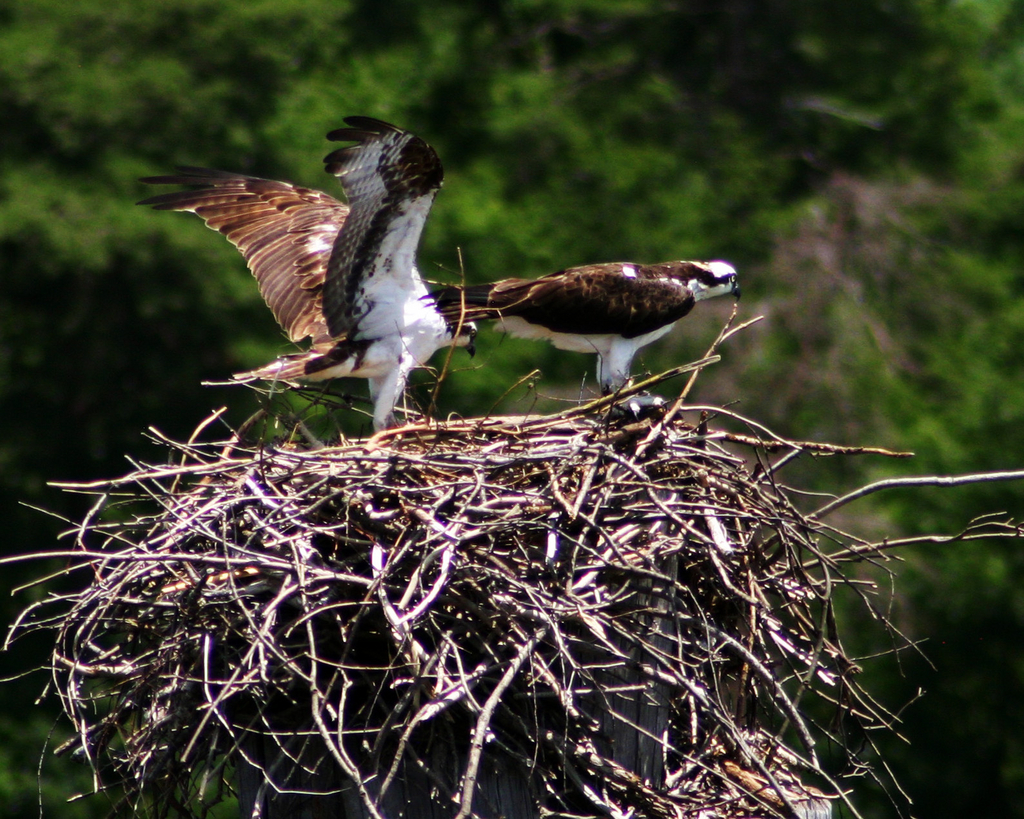 Two Osprey