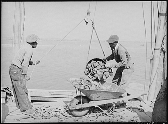 Unloading Oysters. Rock Point, Maryland, 1941