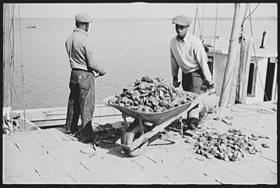 Unloading oysters, Rock Point, Maryland, 1941