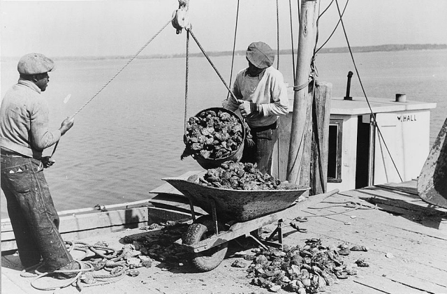 Unloading oysters, Rock Point, Maryland, 1941.